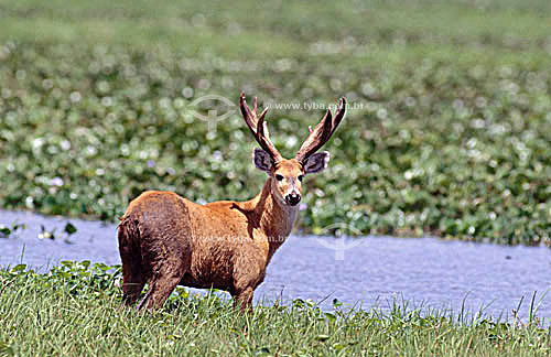  (Blastocerus dichotomus) Marsh Deer - Pantanal National Park* - Mato Grosso state - Brazil  * The Pantanal Region in Mato Grosso state is a UNESCO World Heritage Site since 2000. 