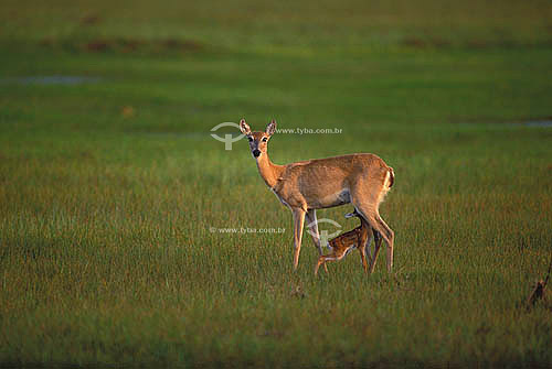  (Ozotocerus bezoarticus) Pampas Deer with cub - Pantanal National Park* - Mato Grosso state - Brazil  * The Pantanal Region in Mato Grosso state is a UNESCO World Heritage Site since 2000. 