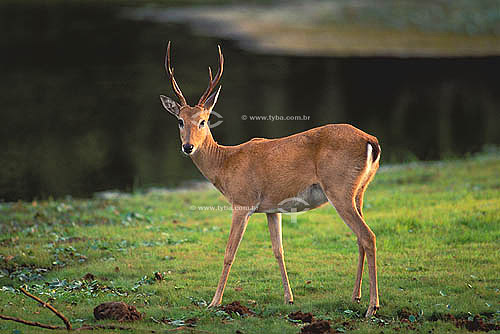  (Ozotocerus bezoarticus) - Pampas Deer - Emas National Park* - Goias state - Brazil   * The park is a UNESCO World Heritage Site since 12-16-2001. 