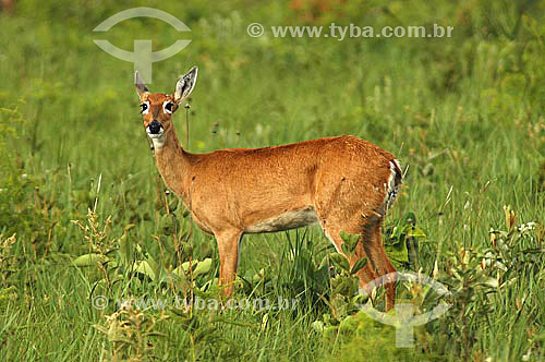  (Ozotocerus bezoarticus) Pampas Deer Female - Brazil 