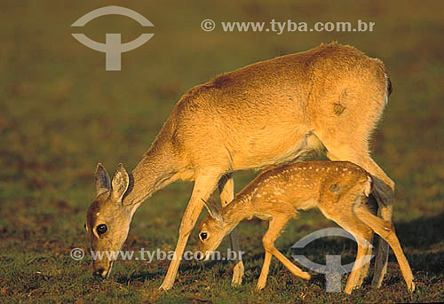  Female and baby Pampas Deer (Ozotocerus bezoarticus), Pantanal of Mato Grosso - Mato Grosso State - Brazil 