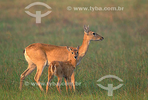  Pampas Deer (Ozotocerus bezoarticus) and baby deer, Pantanal Matogrossense - Mato Grosso State - Brazil 