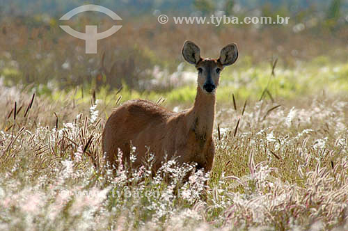 (Blastocerus dichotomus) - Marsh Deer - pregnant female - Emas National Park* - Goias state - Brazil * The park is a UNESCO World Heritage Site since 12-16-2001. 