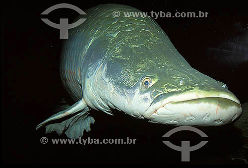  (Arapaima gigas) Arapaima or Pirarucu - Mamiraua Sustainable Development Reserve - Amazonas state - Brazil 