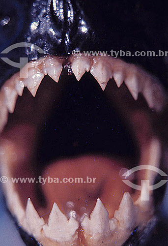  Fish - Piranha`s teeth 