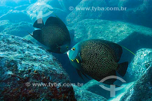  French Angelfish (Pomacanthus paru) - species occurring on the northeastern and southeastern brazilian coast - Brazil 