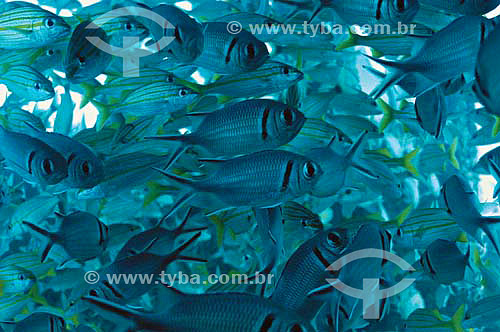  Blackbar soldierfish  (Myripristis jacobus) - species occurring all along the brazilian coast - Brazil 