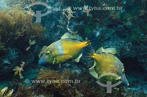  American whitespotted filefish (Cantherhines macrocerus) - species occurring all along the brazilian coast - Brazil 