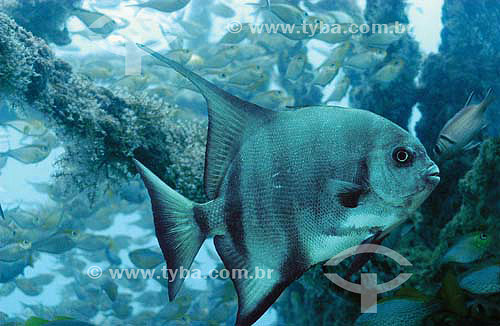  Atlantic Spadefish (Chaetodipterus faber) - 