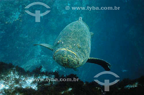  Goliath grouper (Epinephelus itajara) - species occurring all along the brazilian coast - Brazil 