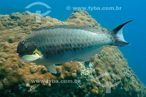  Redtail Parrotfish (Sparisoma chrysopterum) - species occurring on the northern, northeastern and southeastern brazilian coast - Brazil 
