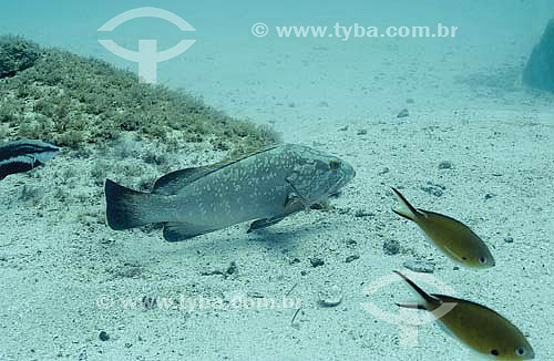  Dusky grouper (Epinephelus marginatus) - species occurring on the northeastern, southeastern and southern brazilian coast -  Brazil 