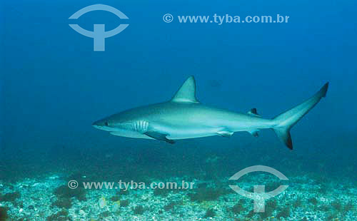  Reef Shark (Carcharhinus perezi) - species occurring on the northern, northeastern and southeastern brazilian coast - Brazil 