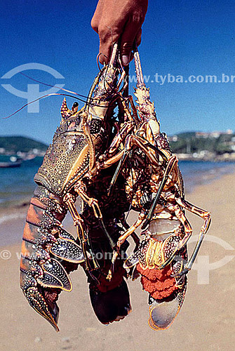  Lobster 