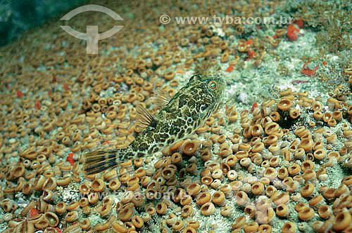  Estuarine pufferfish (Sphoeroides testudineus) - species occurring all along the brazilian coast - Brazil 