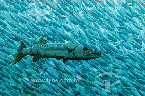  Great barracuda (Sphyraena barracuda) in the middle of a Gilt sardine (Sardinella aurita) shoal - Brazil 