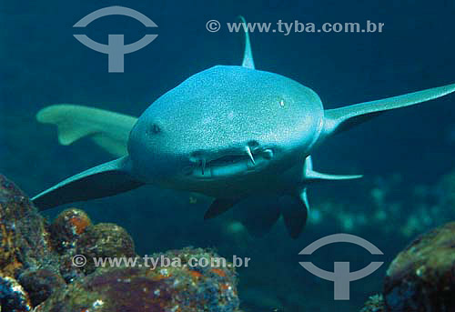  Nurse shark (Ginglymostoma cirratum) - species occurring all along the brazilian coast - Brazil 