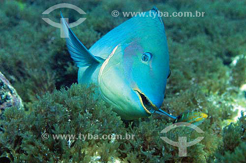  Stoplight parrotfish (Sparisoma viride) - species occurring on the northern, northeastern and southeastern brazilian coast - Brazil 