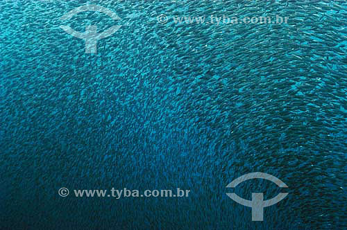  Gilt sardine (Sardinella aurita) shoal - species occurring on the northern, northeastern and southeastern brazilian coast - Brazil 