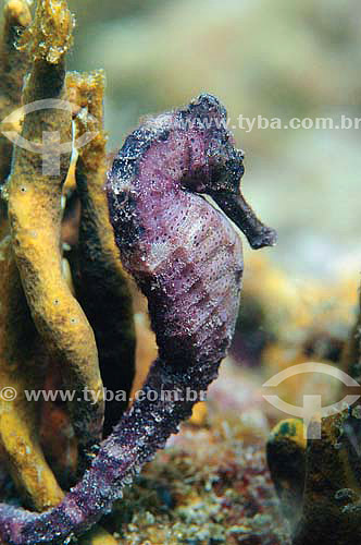  Erectus Seahorse (Hippocampus erectus) - Arraial do Cabo coast - Rio de Janeiro state - Brazil 
