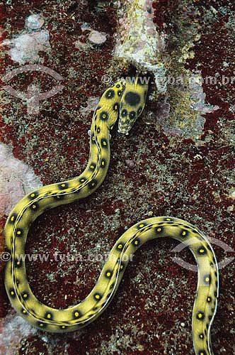 Dark-spotted Snake Eel (Myrichthys ocellatus) -  species occurring on the northern, northeastern and southeastern brazilian coast - Brazil 