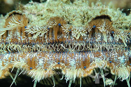  Great scallop (Pecten maximus) - Molusk of bivaline class - species occurring all along the brazilian coast - Brazil 