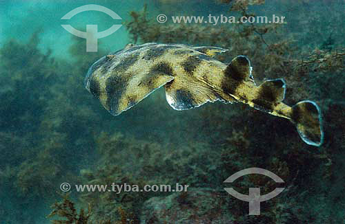  Lesser Electric Ray (Narcine brasiliensis) - species occurring on the northern, northeastern and southeastern brazilian coast - Brazil 