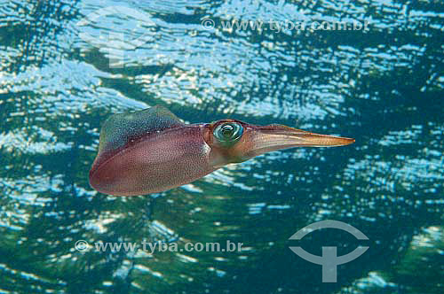 Veined squid (Loligo forbesi ) - Cephalopod molusk - species occurring on the northern, northeastern and southeastern brazilian coast - Brazil 