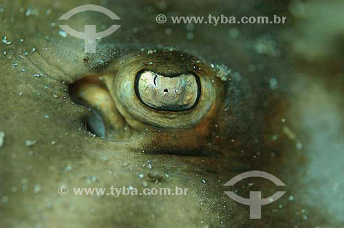  Detail of a Lifemappers eye (Narcine brasiliensis) - species occurring on the northern, northeastern and southeastern brazilian coast - Brazil 