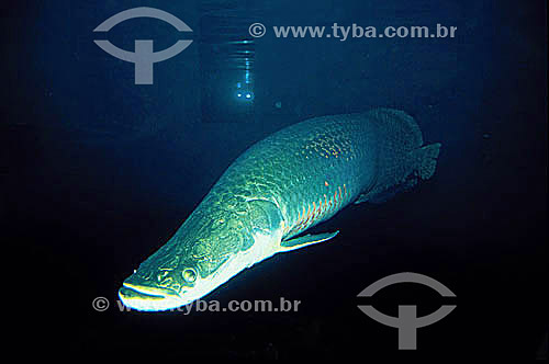  (Arapaima gigas) Mamiraua Fish Biological Reserve - Amazon Region - Brazil 