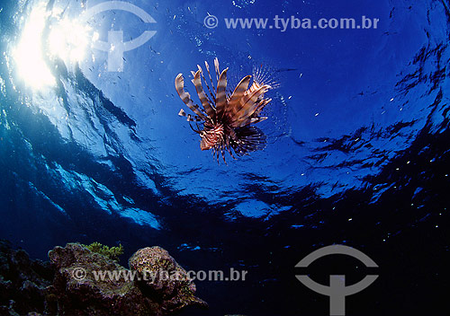  Subject: Common lionfish (Pterois miles) at Red Sea / Place: Egypt - Africa / Date: 05/2002 
