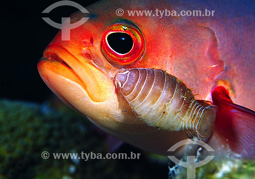  Creole fish (Paranthias furcifer) with parasite (Cymothoid Isopods) - Bonaire 