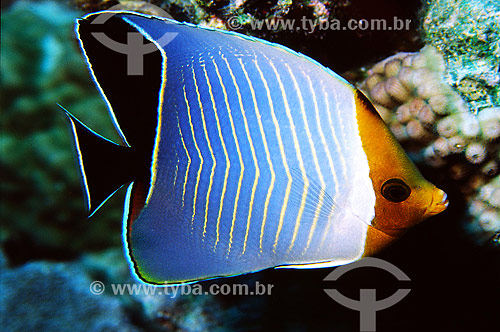  Subject: Hooded Butterflyfish (Chaetodon larvatus) / Place: Egypt - Africa / Date: 05/2002 