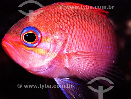  Anthia fish (Anthias anthias) - Mediterran sea - Spain 