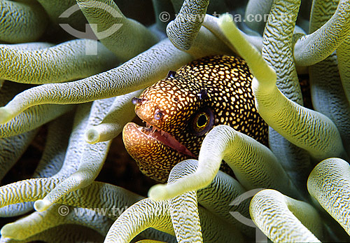  Moray eel  (Muraena miliaris) at Sea anemone - Bonaire 