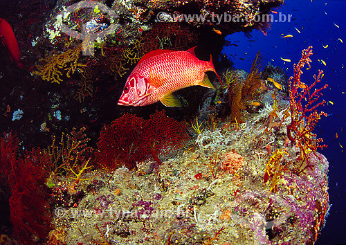  Subject: Sabre Squirrelfish (sargocentron spiniferum) at Red Sea / Place: Egypt - Africa / Date: 05/2002 