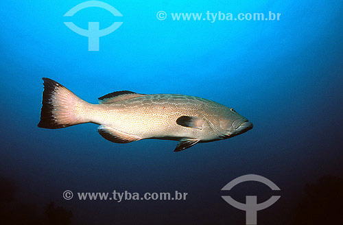  Black grouper (Mycteroperca bonaci) 