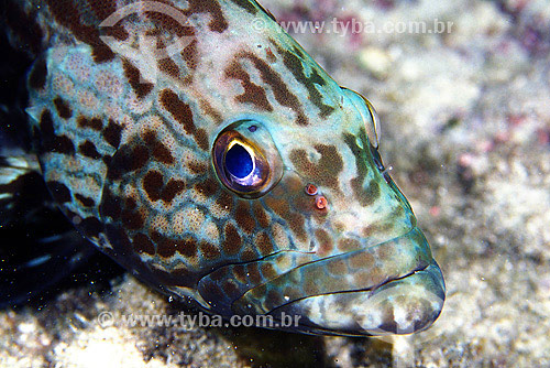  Black grouper (Mycteroperca bonaci) 