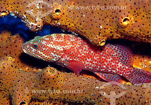  Red hind (Epinephelus guttatus) and Brown tube sponge (Angelas conifera) - Bonaire 