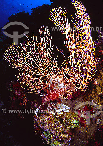  Subject: Common lionfish (Pterois miles) and gorgonian at Red Sea / Place: Egypt - Africa / Date: 05/2002 