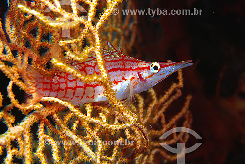  Subject: Longnose Hawkfish (Oxycirrhites typus) at Red Sea / Place: Egypt - Africa / Date: 05/2002 