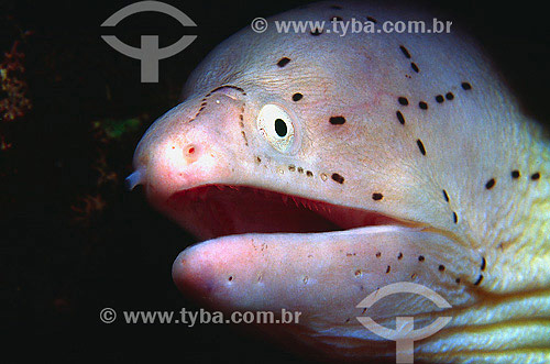  Subject: Gray moray (Siderea grisea) at Red Sea / Place: Egypt - Africa / Date: 05/2002 