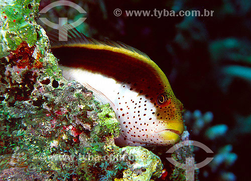  Subject: Blackside Hawkfish (Paracirrhites Forsteri) at Red Sea / Place: Egypt - Africa / Date: 05/2002 