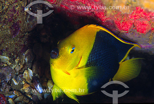  Rock Beauty Angelfish (Holacanthus tricolor) - Guarapari region - Espirito Santo state - Brazil - 2007 