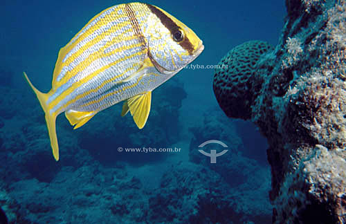  (Anisotremus virginicus) Porkfish - Abrolhos Bank* - 