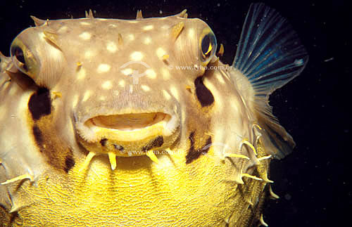  (Chilomycterus schoepfi) Striped Burrfish 