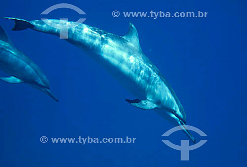  (Stenella longirostris) Spinner dolphin - Atlantic Ocean - Fernando de Noronha Island* - Pernambuco state - Brazil  * The archipelago Fernando de Noronha is a UNESCO World Heritage Site since 12-16-2001. 