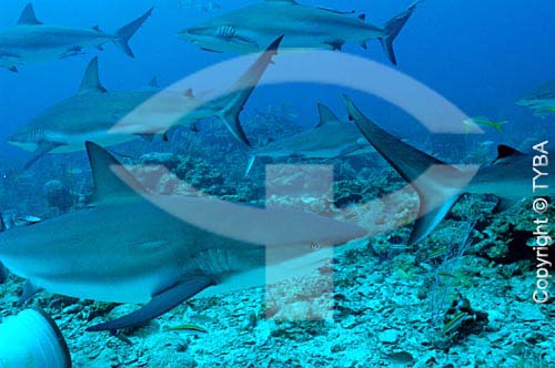  Sharks in the Caribbean Sea - Utila and Roatam Islands - Honduras (Bay Islands) -  june/2004 