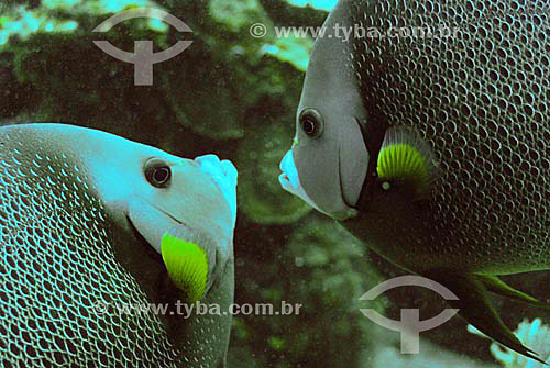  Fishes in the Caribbean Sea - Utila and Roatam Islands - Honduras (Bay Islands) -  june/2004 