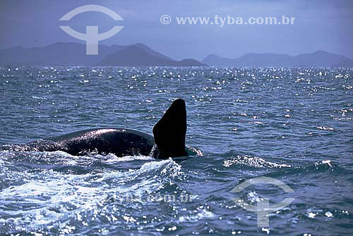  (Eubalaena australis) Right Whale - 
